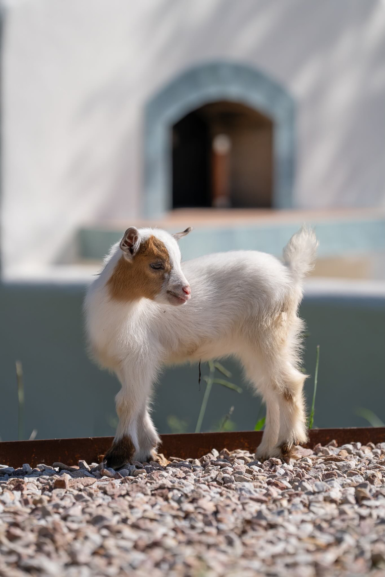 A fluffy young Nigerian Dwarf goat on the farm