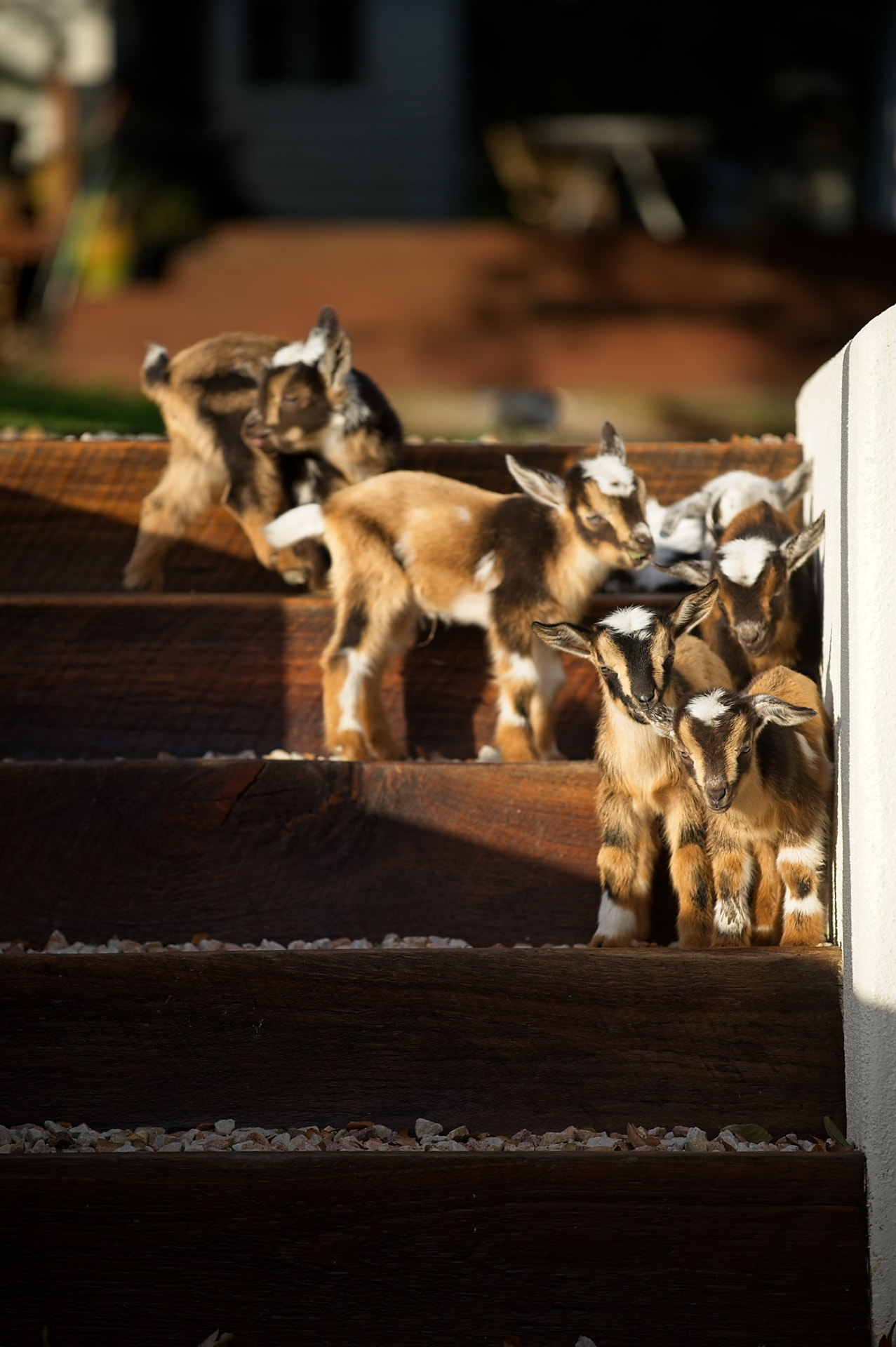 Several Nigerian Dwarf goat kids gathered on wooden steps