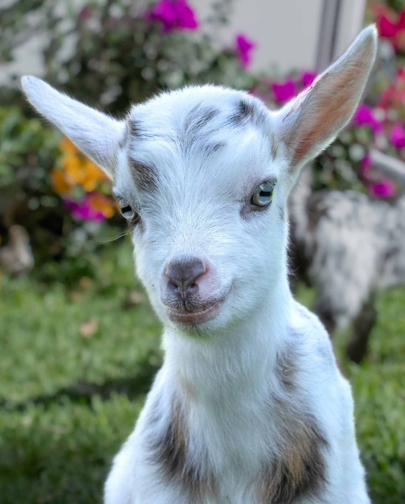 Portrait of a Nigerian Dwarf goat at Tranquil Valley Noosa